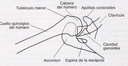 Radiografía Axial Hombro